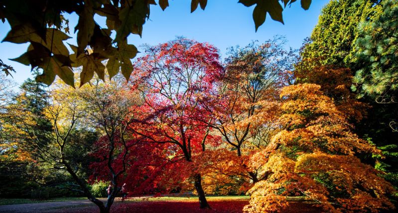 Westonbirt Arboretum during Autumn credit Paul Groom